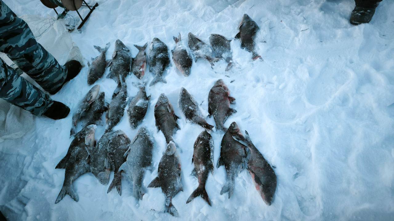 В Вологодской области выявлен факт вылова водных биологических ресурсов запрещенными сетными орудиями лова 