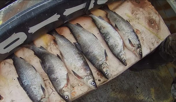  На территории Вологодской области выявлены нарушения законодательства 