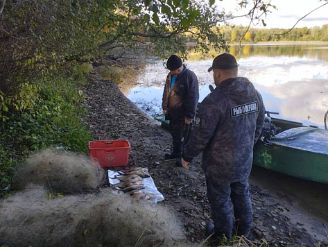 В Псковской области выявлено нарушение, браконьеры выловили 11,5 кг рыбы