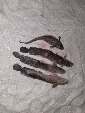 Запрет на добычу (вылов) налима на территории Вологодской области 